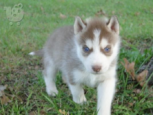 PoulaTo: Siberian husky for adoption